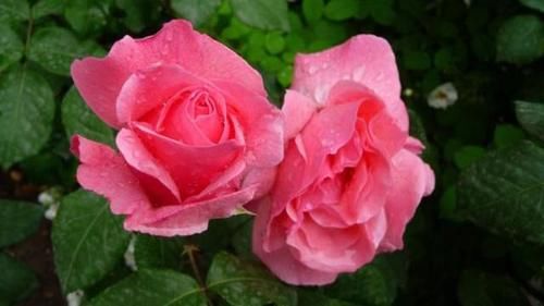 玫瑰、月季、蔷薇哪一种比较好种成活？