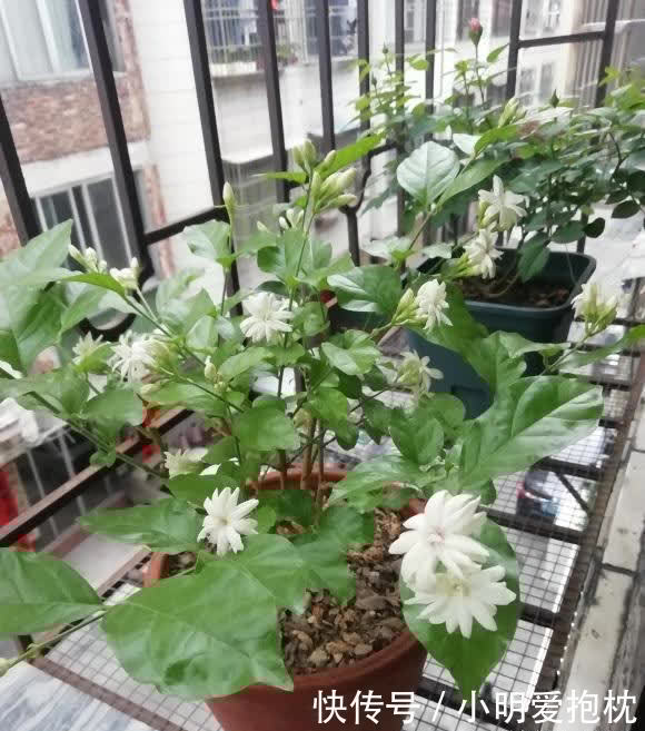 花土|家庭养茉莉花,少浇水,太阳光照要充足,开花才会更多