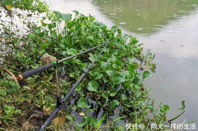 夏季野钓该钓远还是钓近了解鱼儿一日三迁,鱼竿长短好选择