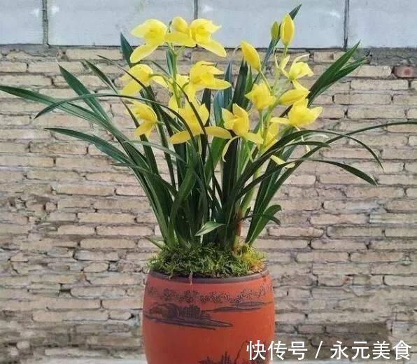 栽培|这种花，比茶花漂亮，比茉莉还香，年头开到年尾，比君子兰强多了