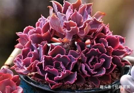 罗宾|喜欢养多肉就挑漂亮的养,12款迷人的紫色多肉,好看还好养