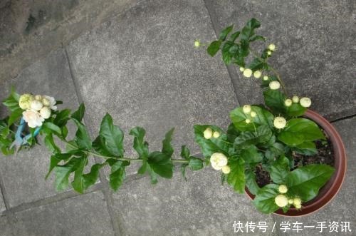 茉莉花不用花钱买,家里有一盆变出好多盆,全靠这一招!