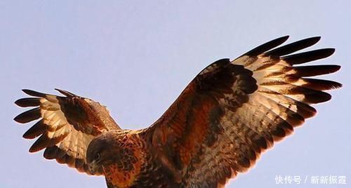 |这些生物的名字是来搞笑的吗?一听就想笑,你听过几个?