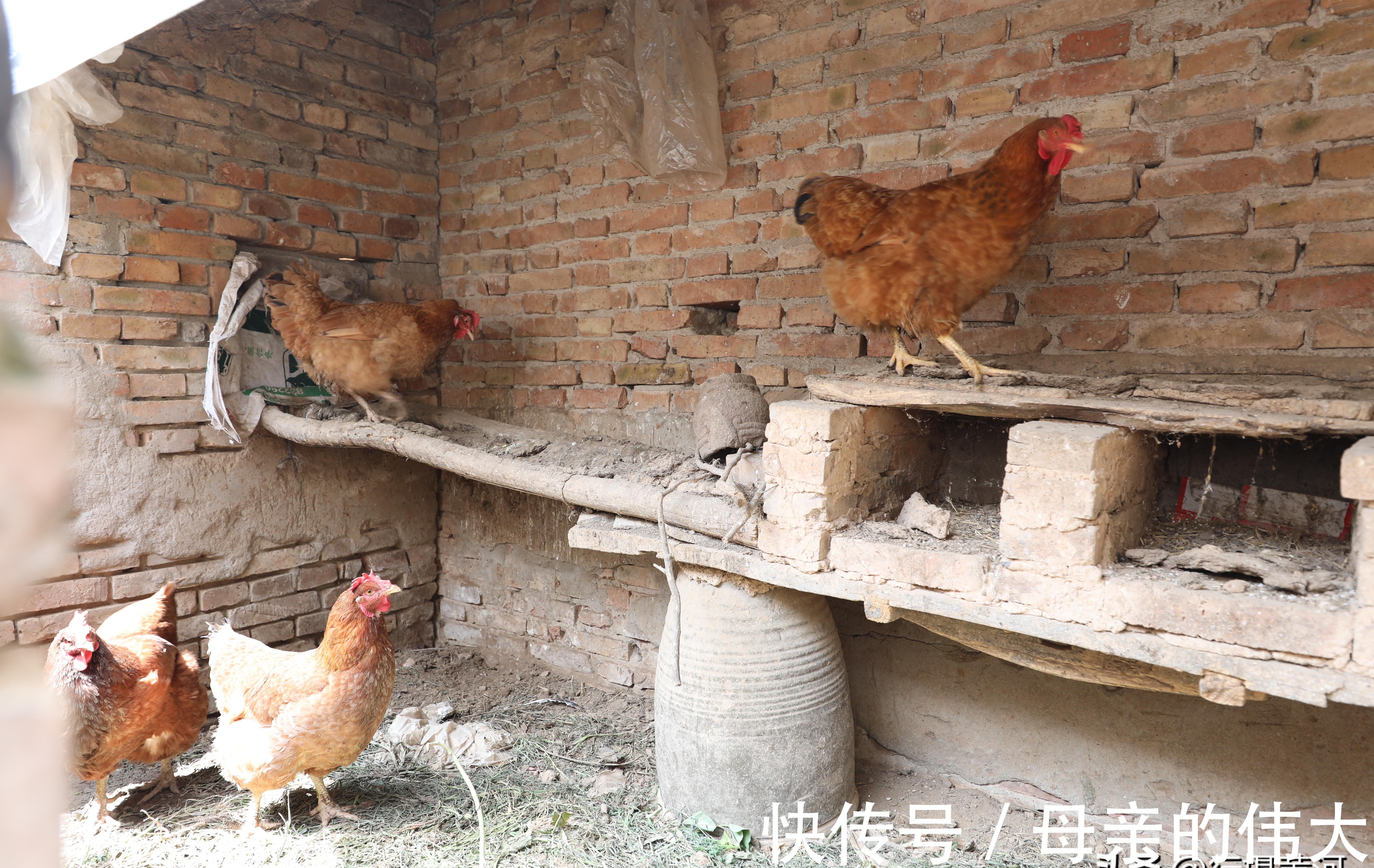 老人家|晋南81岁奶奶家有“稀罕货”，养“警犬”日夜看守，背后有故事