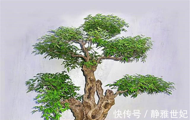 老农当柴烧的田埂“黄荆桩”,游客花50元买下,做成盆景真美