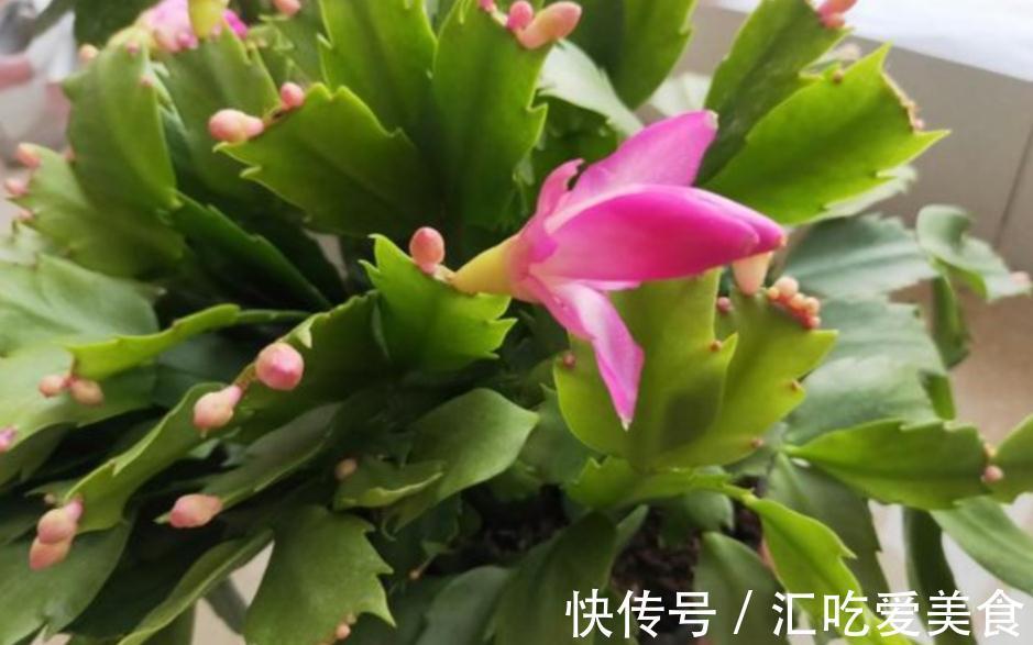 带苞的蟹爪兰,刚买回家就变“徒”该怎么办?趁早调控这些细节