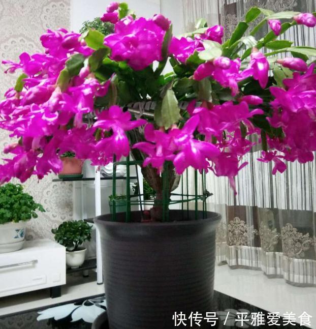 秋季|秋季入手长寿花、蟹爪兰,按照此3点护理,开花数量翻一翻