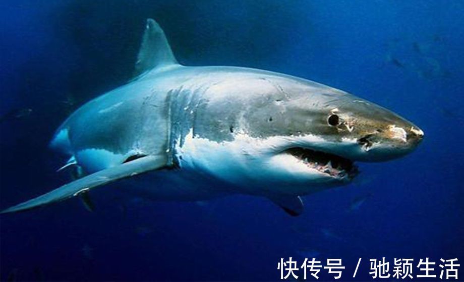鲨鱼|画师将鲨鱼“拟人化”成小萝莉,样子萌呆可爱,被咬几口都不心痛