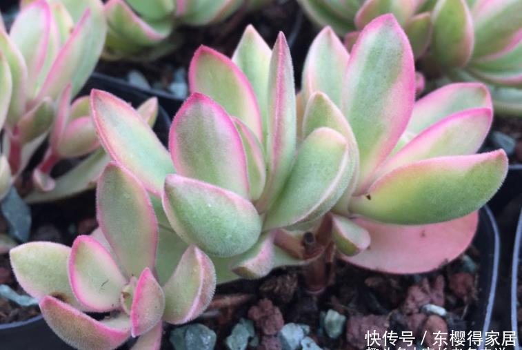 朝霞锦|如朝霞一般漂亮的多肉——朝霞锦,据说它还是传说中的摇钱树出锦