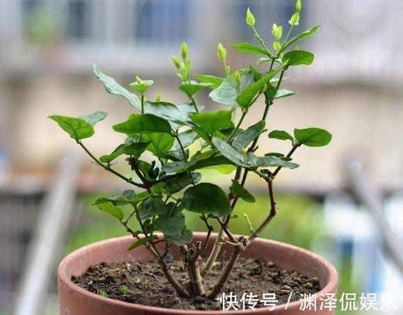 矮化茉莉的手法,只需这里“剪一下”,植株矮壮,发满“花芽”