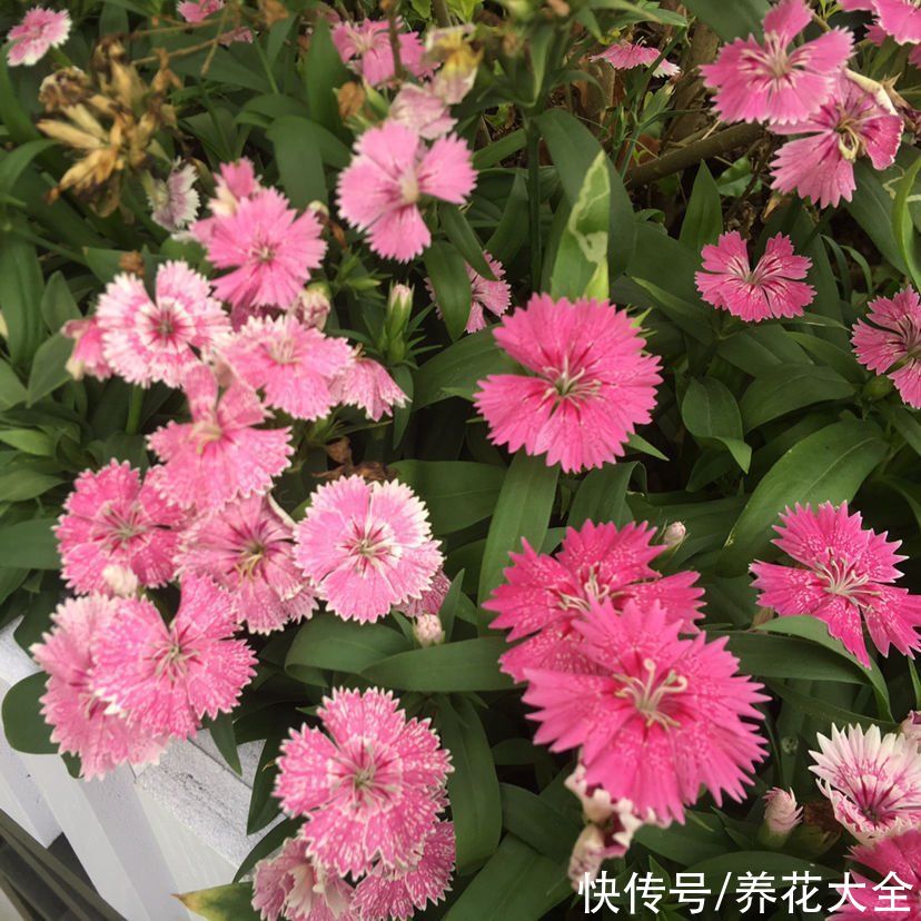 春天适合播种的8种花,撒完种3天冒芽,一个月就开花