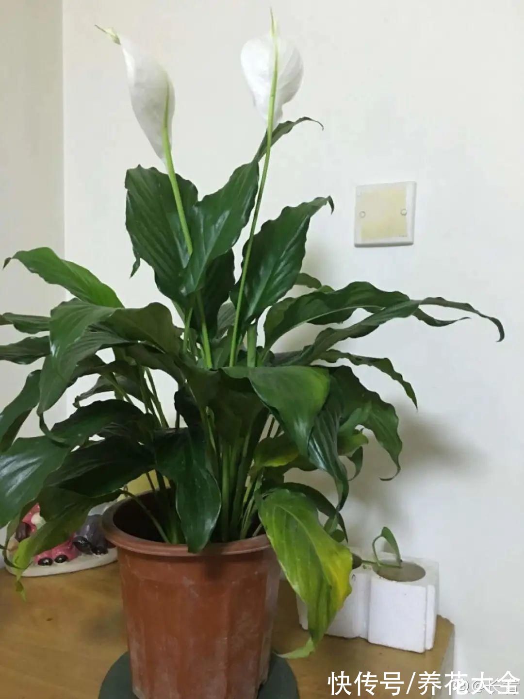 10种“怕晒花”，越晒死越快，半阴地儿反倒长得旺