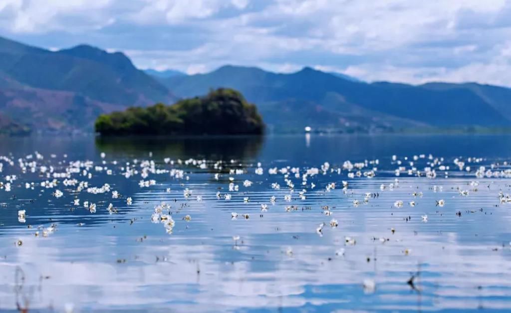 海藻花|泸沽湖的“水性杨花”美爆了，这是心动的感觉