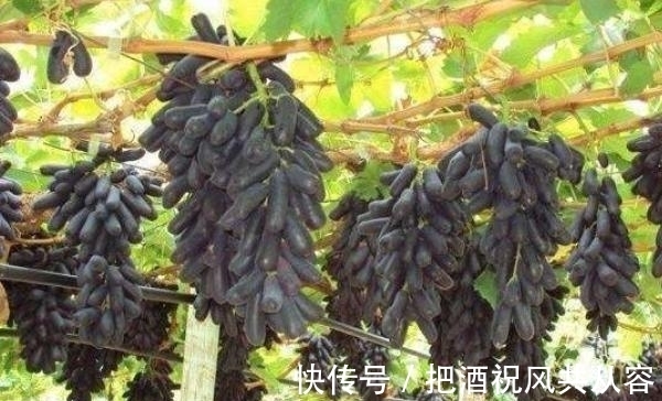 葡萄|家里院子别空着，此树要种2棵，甘甜可口，比桃子梨好吃多了
