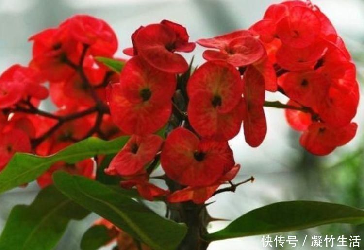花友|4种花，是真正的开花机器，一年四季开不停，晒晒太阳就爆盆
