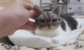 |搞笑GIF：来人啊有人要打我，没有三万我是起不来了！