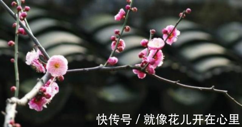 情诗&李商隐最令人绝望的一首诗,开篇就是千古名句,最后一句神来之笔