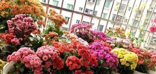 5种漂亮花，现在养一盆正当时，好养又好看，过年开成小花园