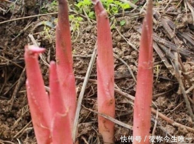 美味佳肴|农村草堆里长出一种植物，吃起来非常可口，你知晓不？