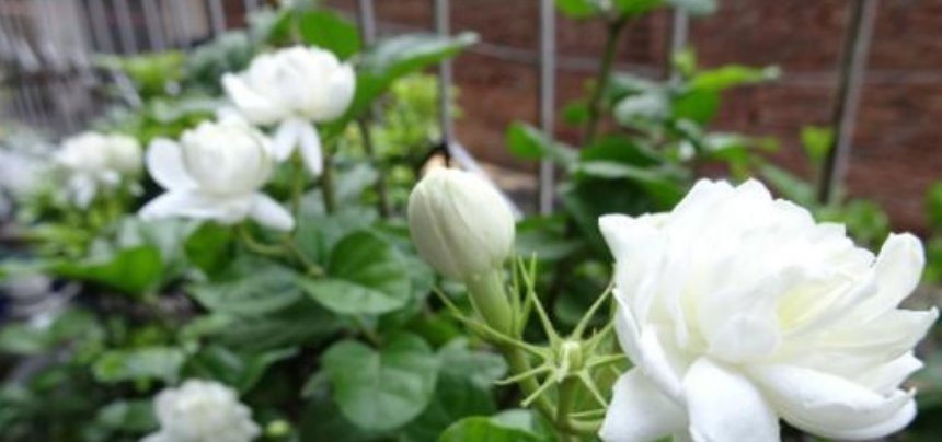 3种花“越剪越旺”，没事常剪剪，剪成秃头，一月大变样，开花多