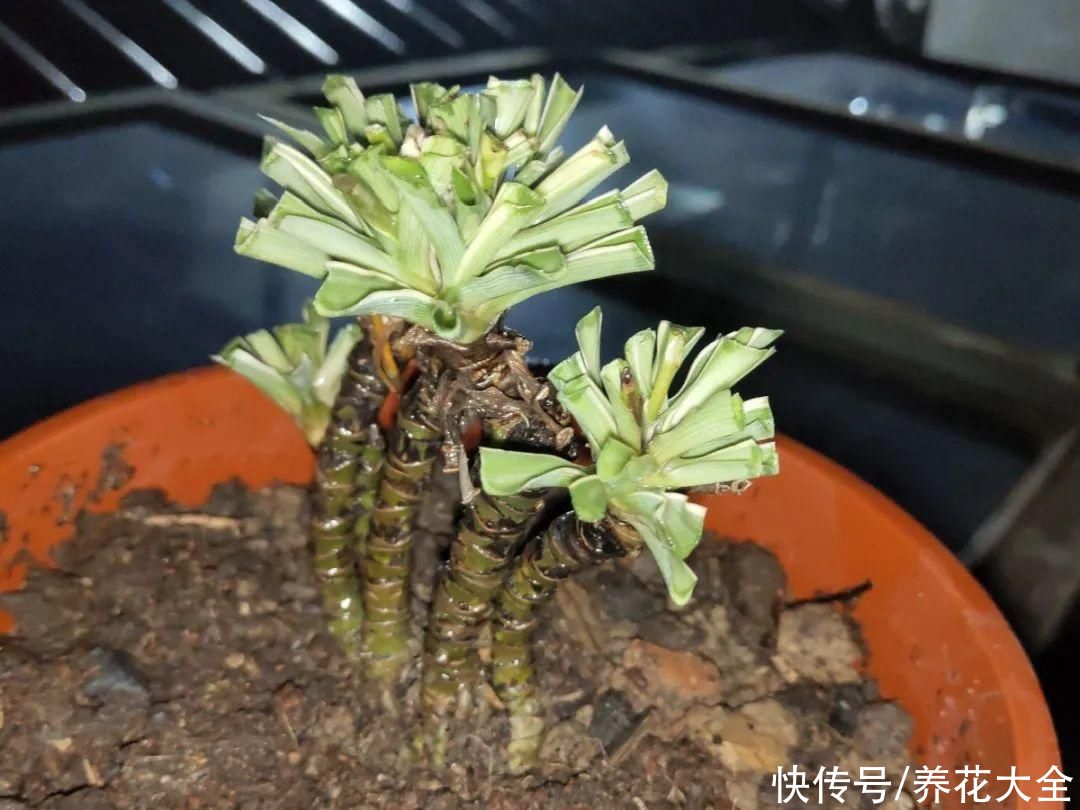 马齿苋花|山东马齿苋老桩，年年开花像小树，网友直呼：假的吧