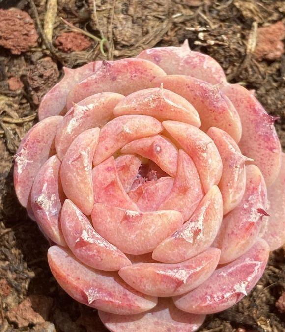 草炭土|最好养的景天科多肉，种到土里不用管，毛细根蹭蹭扎到土里