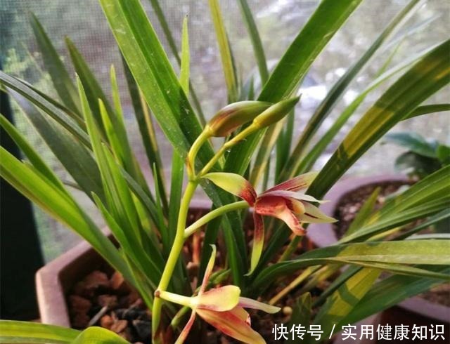 养兰花用什么肥我推荐这3种“肥水”,浇一浇,长得旺,花苞多!