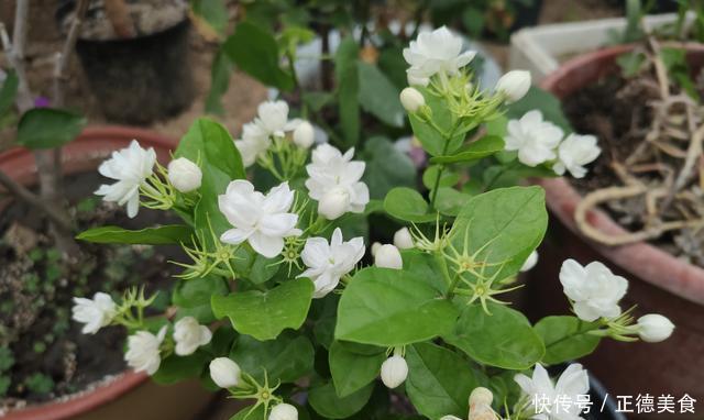 养茉莉花,多浇“2种水”,黄叶问题轻松解决,四季开花满屋香