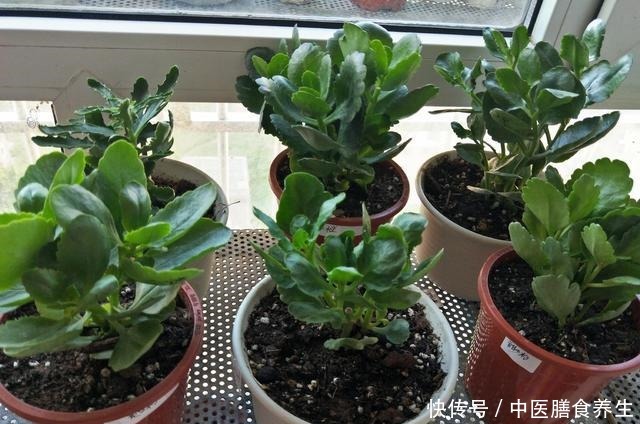 她对长寿花“痴迷”，2个阳台、6个窗台都摆满了，过年开成花海！