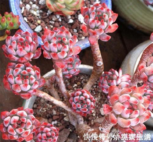 墩子|养棵多肉蓝苹果,大水大肥伺候,一年能爆10个头,养成群生肉墩子