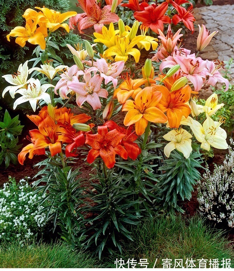 10月“值得”养5种球根花，10天就生根，养2月就开花