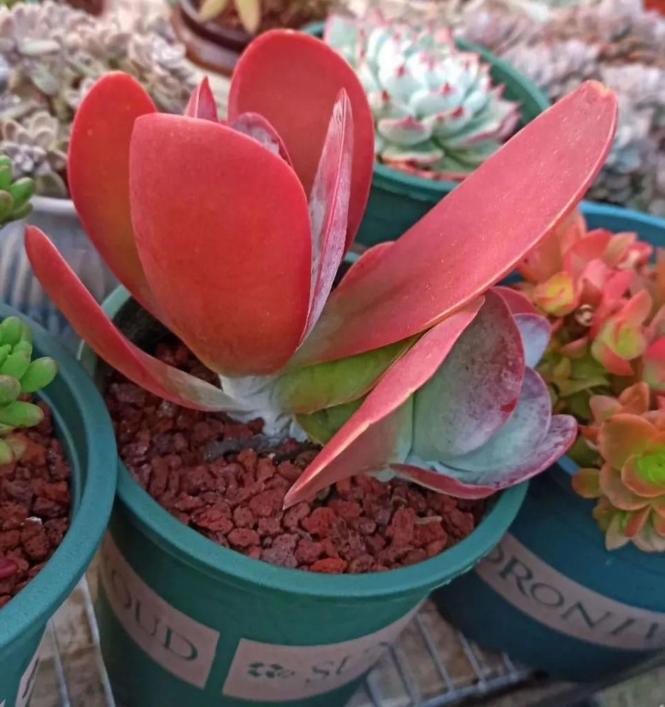 拼盘|多肉养在大盆里,就是豪横霸气,棵棵大得像白菜