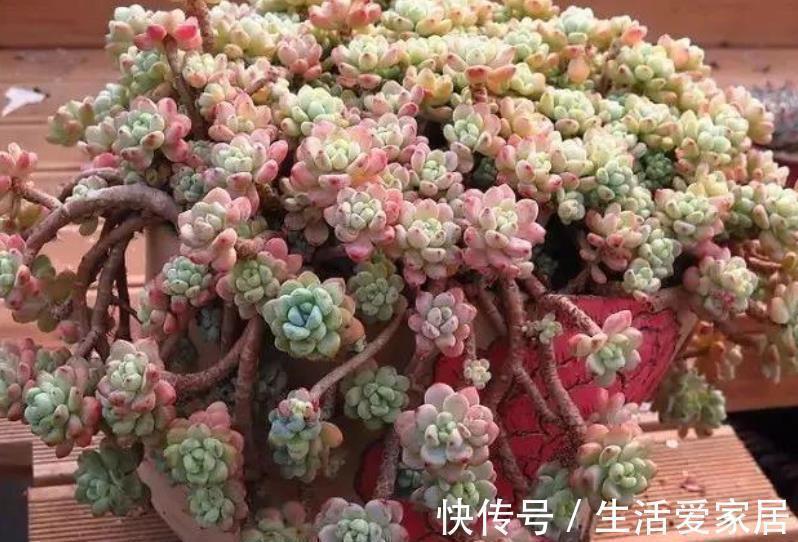 5款漂亮多肉，比绿萝好养，长势旺上色美，香味清新沁人心脾