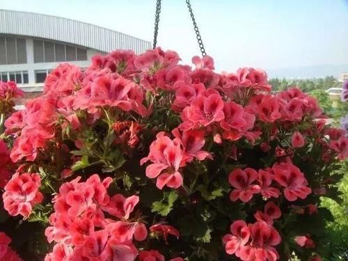 你家窗台还没变花园？只因缺了这6种花