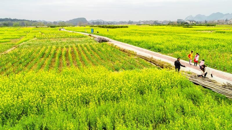 灵川：又到油菜花黄时