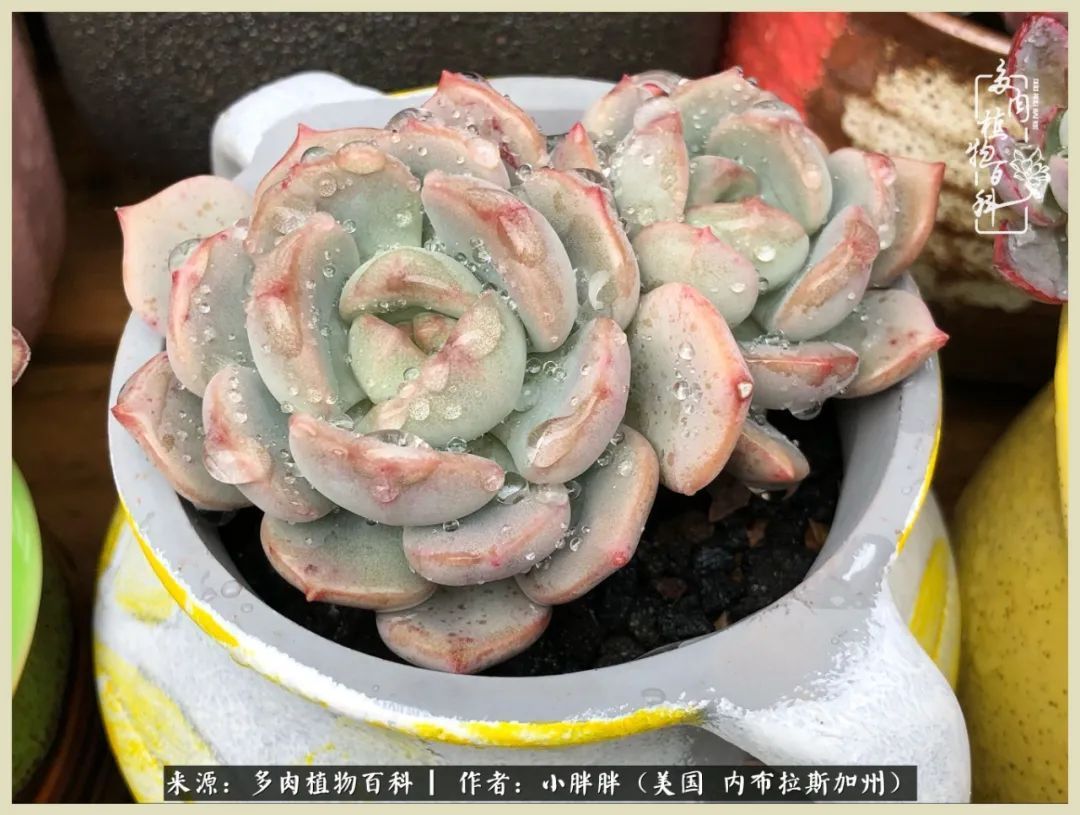 百科|这多肉对比图太上头了!小白鄙视链奋斗记之咸菜干也有春天!