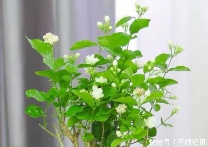 “4种花”最适合女生养，花色全还香，沁人心脾，芳香满屋