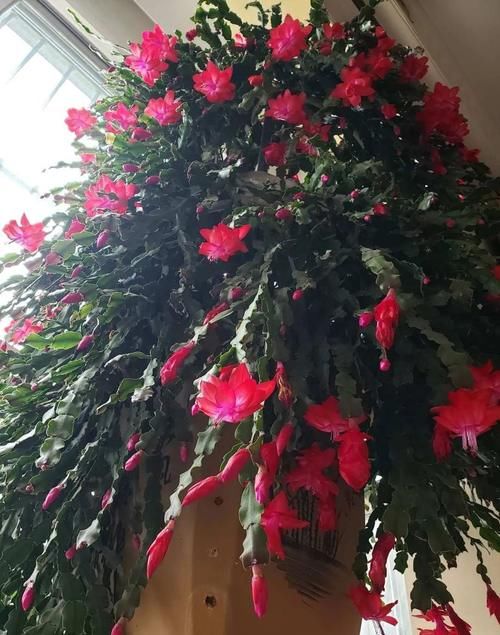 家养蟹爪兰，把握4个关键点，年年花繁叶茂！