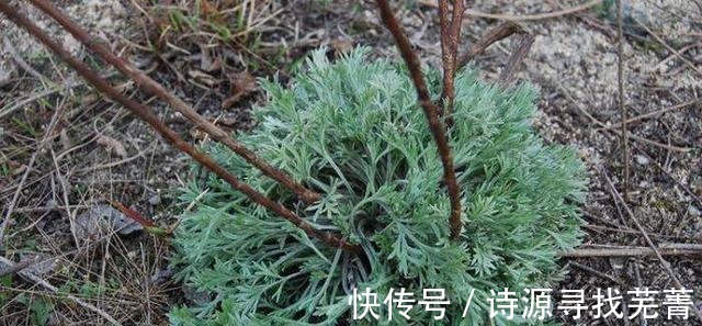 药用价值|农村一种野草叫“咬人草”地里随处可见,如今却是“百草之王”!