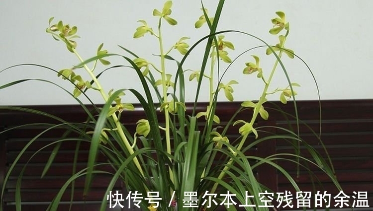 家里阳台养此款花，新手也能养爆盆，花色艳丽，花开枝繁叶茂，美