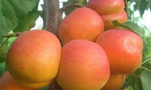 排毒|“养肝就是养命”,多吃“4物”,排毒护肝,“肝净”如新助长寿