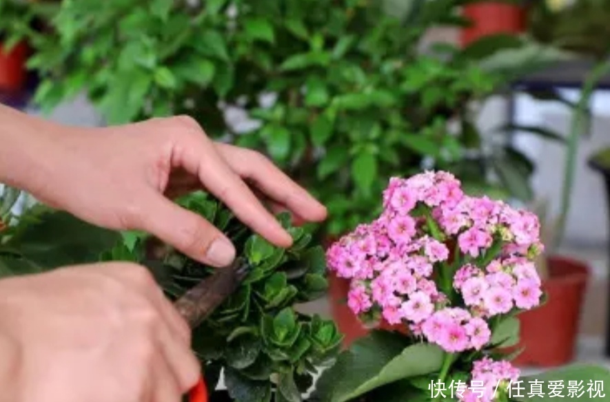 花期|家里有这4种花,春天开完花赶紧修剪,不然影响植株生长