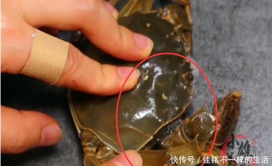 知识|才发现,原来螃蟹身上有两处“小机关”,一捏就知肥瘦,涨知识了