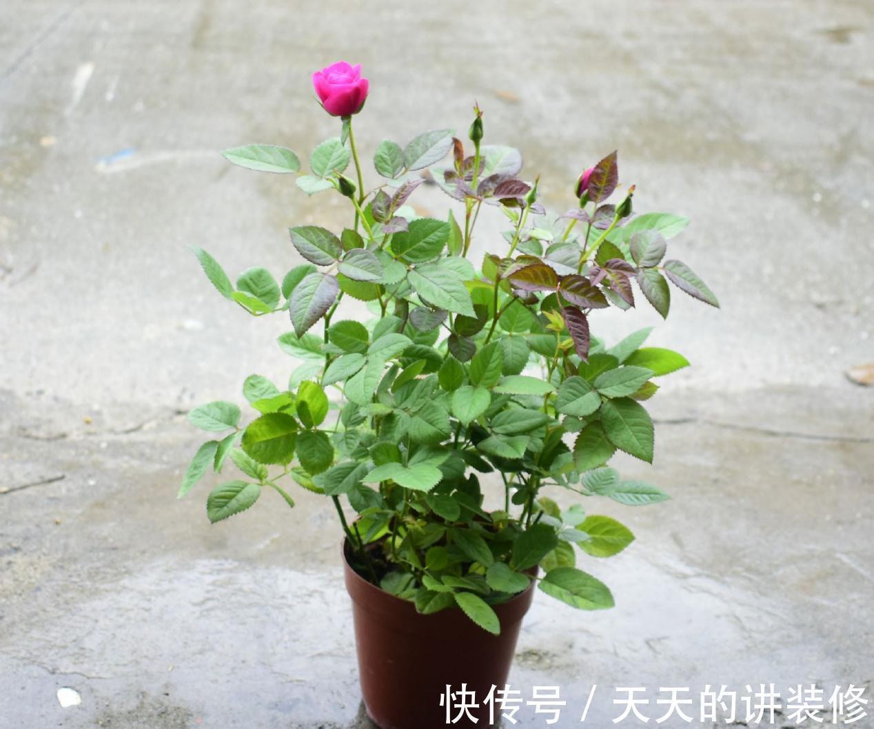 一款容易被人无视的养花神器,草叶,有4种用法能取代肥料使