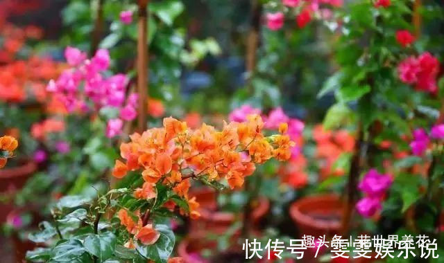三角梅“黄叶”不开花，用这些水浇一浇，叶子油绿，满头花