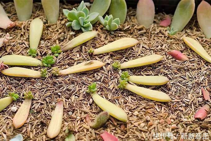叶插繁殖|春暖后用多肉的叶片扦插繁殖,一两周长出小芽,成功率特别高