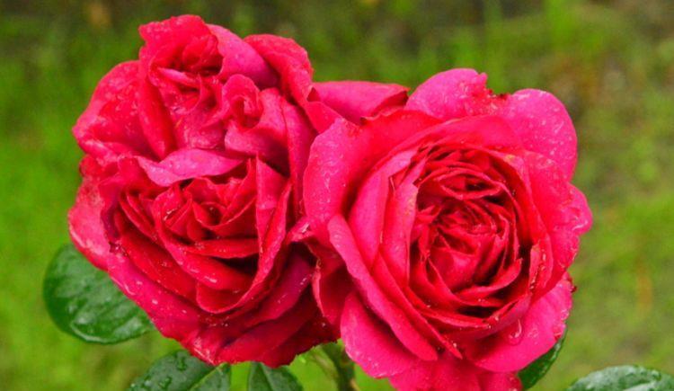 太阳花|大暑过后在家养护花卉,花开繁盛又迷人,易打理,花色艳丽