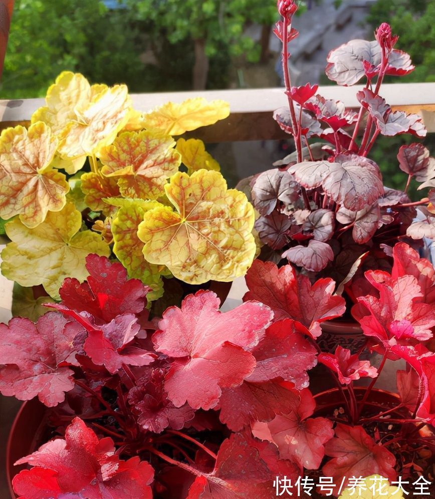 30种观叶植物,能观赏也净化空气,总有一种你养过