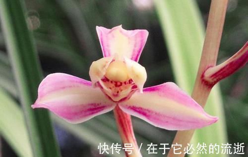 兰种|这2款难得一遇的珍品兰花,花色美艳,花型稀少,新手都能养好