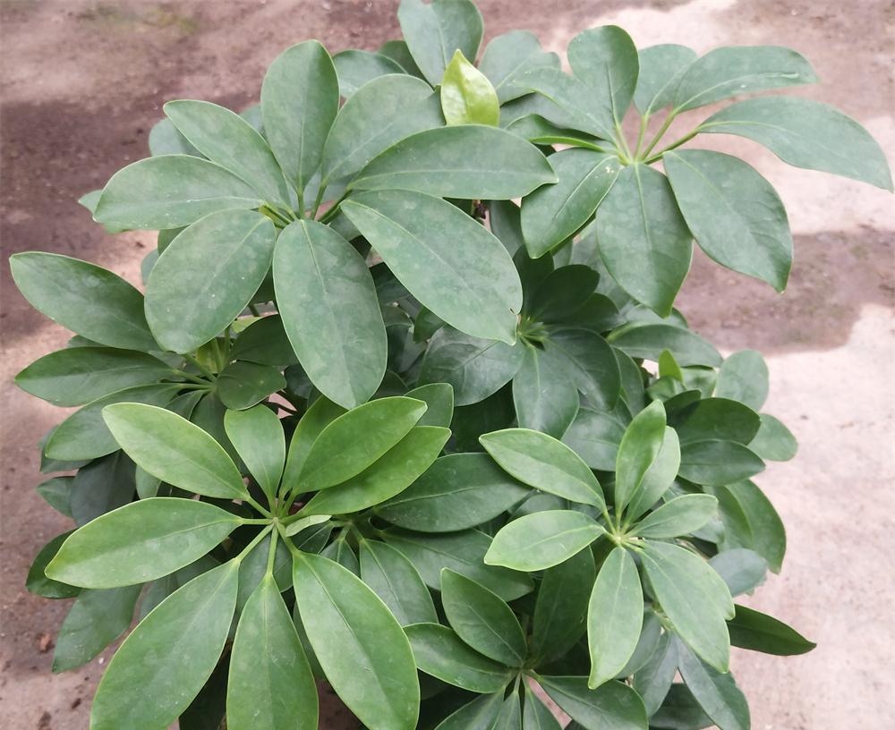 养鸭|养好鸭脚木，有“2点”挺关键，长势很好，枝叶油绿又茁壮